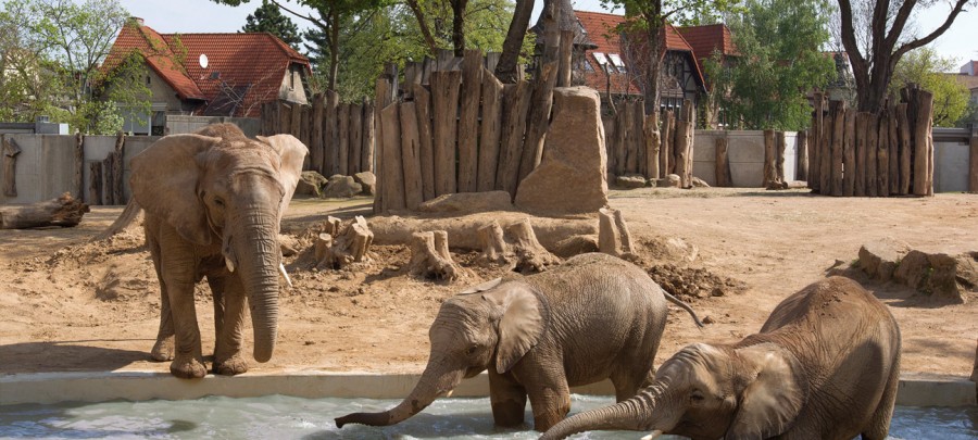 Zoo Halle